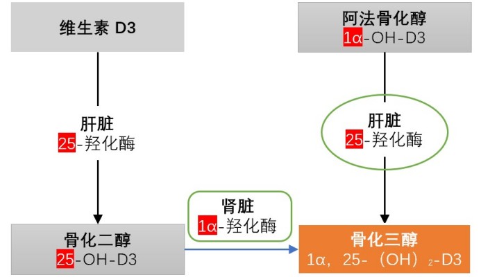 维生素D3及其结构类似物生物样品分析