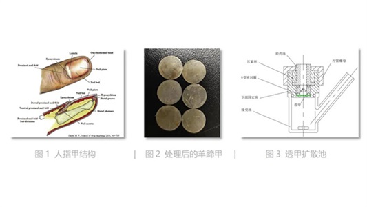 “灰指甲”外用药物研发技术——体外透甲